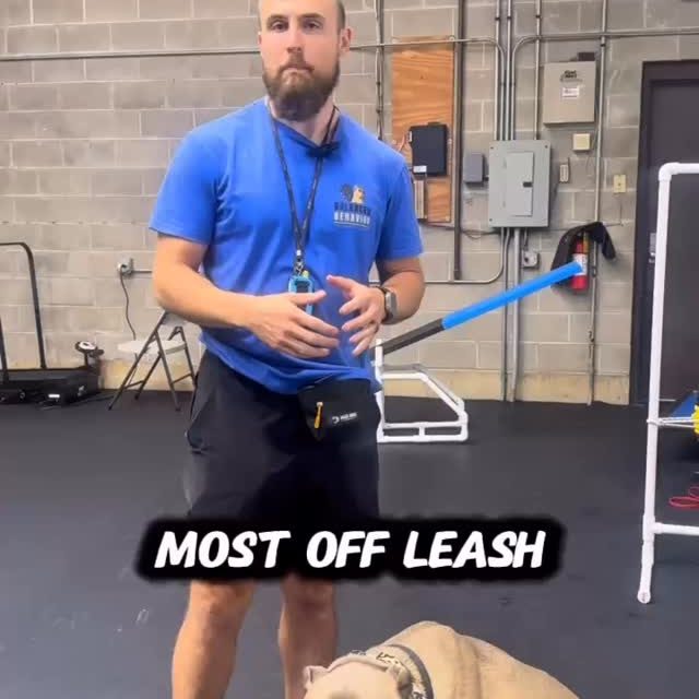 Everyone’s nightmare on a walk? 🚨 An off-leash dog coming straight at them.  Here’s the thing—most dogs should NEVER be off leash.  Not because they’re bad dogs, but because most owners don’t have the relationship and control needed to trust their dog without that direct line of communication.  Even the best-trained dog is still a dog. Distractions, instincts, and drives can override your recall in a split second, and one mistake is all it takes for something serious to happen.  P.S. I would never let any dog off leash—no matter how well trained—without proper e-collar training. At the end of the day, it only takes one failed recall to change everything 🤷‍♂️  #offleashdog #offleashdogs #offleashtraining #ecollar #ecollartraining