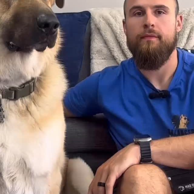Your dog isn’t being stubborn—they’re confused.  Dogs don’t speak English ‼️  Every word we use has to be directly taught and consistently paired with the behavior we expect.  If you skip that step, it’s no wonder your dog doesn’t listen. They have no idea what you’re saying and probably have just tuned you out 😅  Clear communication = a dog that understands you and listens to you consistently.  Follow @thebigdogguy & @balancedbehaviordtc to learn how to lead with love 🫡  #dogowners #dogbehavior #confuseddog #dogtrainingtip