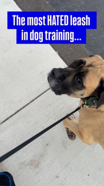 Everyone loves to demonize people for using certain tools — prong, e-collar, flexi, whatever.  Honestly? I don’t care what tool you use as long as you’re out there TRYING and putting in real work with your dog!  I promise you that no tool is going to solve your problems.  Sure, some are better for teaching and communication—especially when you’re just starting—but thinking the tool is what makes or breaks your dog is lazy. That’s the problem.  What you use should never be the focus, but in the dog training world, it’s all anyone seems to talk about.  The truth is simple: tools don’t train dogs—people do.  Bones walks beautifully on any leash I put him on because I took the time to teach him what leash pressure means and how to move with me.  So now I can walk my 130 lb English Mastiff on a flexi leash and flat collar with ease.  Bones is not calm because of the tool; he’s calm because he’s trained.  #dogtrainingtools #dogowners #flexileash #trainyourdog