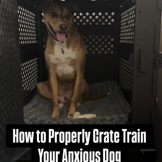 Most people rush crate training… and then wonder why their dog “hates” the crate. It’s ok, we all make that mistake & it’s never too late to crate train the right way.  Just because your dog doesn’t bark or doesn’t try to escape doesn’t mean they’re actually comfortable. A silent, tense, or panting dog is still an anxious dog.  Here’s how to crate train the right way — especially if you have an anxious, nervous, or reactive dog:  Step 1: Slow the entrance.
Guide them in with intention. No shoving- teach them how to go in calmly. Use a leash to start.  Step 2: Sit with them — at first.
Just like I’m doing with Roman in this video. Don’t talk. Don’t hype them up. Don’t “comfort” their anxiety — be the calm they need. Your presence itself should communicate safety, not stimulation.  Step 3: Watch for the internal shift.
Don’t just shut the door and walk away. Look for softer eyes, lower breathing, less scanning. That mental downshift is the whole point.  Step 4: Keep sessions short & meaningful in the beginning.
The goal isn’t to “see if they cry.” It’s to build the skill of decompressing. Even 3 minutes of true mental relaxation is more valuable than 30 minutes of pacing.  Step 5: Teach neutral exits.
The way they come out matters as much as how they go in. If they explode out of the crate, they didn’t learn anything — they just held their breath.  ⸻  Why this matters:
The crate should NEVER be a time out. It should be a place to help the nervous system reset. Anxious dogs never truly shut off — their brains are constantly scanning, thinking, worrying, reacting. The crate gives them a safe, predictable place to turn their brain off, release control, and actually recover.  It also teaches the dog how to be:
🧠 Independent
💤 Calm when nothing is happening
🤫 Comfortable without constant attention
💪 Confident without needing constant validation  Learning to settle and decompress is often the missing piece for dogs with behavioral issues. A dog that doesn’t know how to relax will never stop being anxious or reacting.  #anxiousdogs #reactivedogs #cratetraining #dogowners