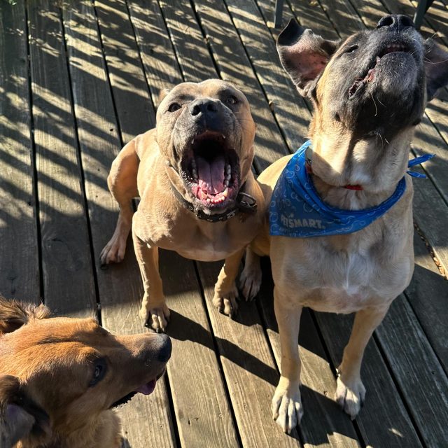 Obedience alone doesn’t create a well-behaved dog — and it definitely doesn’t resolve reactivity.  You can have a dog who sits, downs & heels beautifully… and still blows up the second they see another dog. Why?  Because obedience controls behavior, but reactivity is rooted in emotion, habit, nervous system patterns, and the dog’s relationship with the environment.  Reactivity isn’t a “my dog needs more commands” issue.  It’s a behavior-modification issue. That means:  • Teaching your dog how to regulate their arousal
• Rebuilding their default responses to stress
• Changing how you handle space, thresholds, & patterns
• Creating clarity, boundaries, and predictable structure
• Controlled exposure — not flooding, not avoidance  Obedience is absolutely helpful, but it’s not the solution on its own.  If you want a dog who can stay calm around triggers, you have to shift their emotional state and daily patterns — which means paying attention to what your dog does all the time and not just what they do on leash.  What they do at home, how they rest, how they move through the day… it all matters far more than stacking more commands.  #reactivedogs #dogbehaviormodification #dogbehavior #dogowners