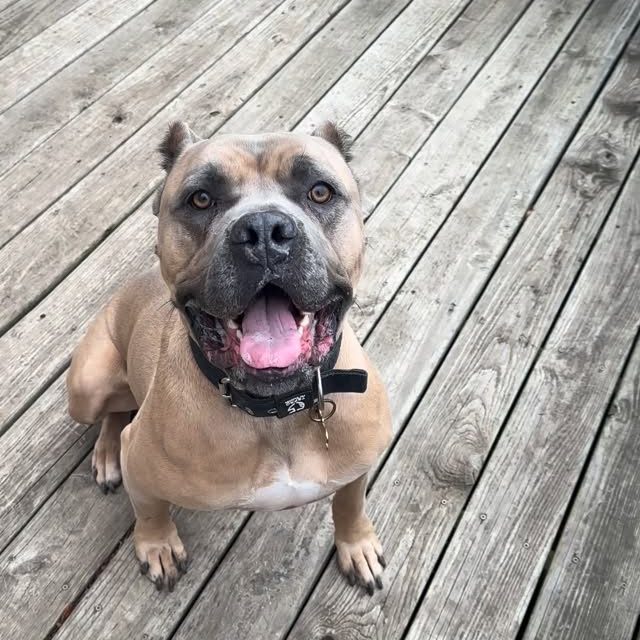 Booker is a Cane Corso… which means barking is FUN for him. It’s fulfilling, it’s natural, and it’s one of his favorite ways to express himself.  So instead of fighting that and trying to suppress it entirely, we shape it.  I often ask Booker to “speak” before he gets released to chase the ball.  Why? 🤔  Because it gives him a structured way to use a behavior he already loves — instead of letting him practice barking whenever he feels like it.  If you have a guardian breed or a dog that struggles with barrier frustration reactivity, this is huge:  🗣️ They get to rehearse barking in a controlled context
⚡ It releases frustration in a productive way
🎯 It teaches them that barking isn’t always “wrong”
🧠 It builds impulse control and emotional regulation at the same time  Booker still gets to be Booker — I’m just channeling that fire into something that works for him, not against him.  Does your dog know the speak command?  #guardianbreeds #canecorso #reactivedogs #speak
