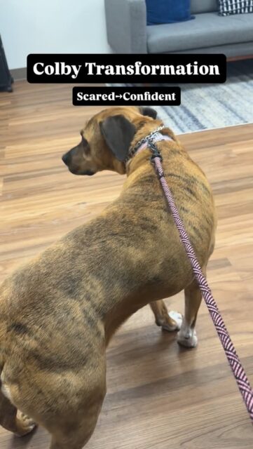The worst thing you can do for your dog is baby them.  This has become incredibly common, and it’s a major reason so many dogs today are anxious, fearful, reactive, and aggressive.  Owners try to comfort their dog through every uncomfortable moment with treats, affection, and baby talk reassurance hoping it will create confidence.  It doesn’t work. All it creates is dependence and avoidance. When that doesn’t work, the next step is often drugging the dog instead of teaching them how to cope and become capable. I’m so sick of it 🫠  Confidence is built when a dog faces something difficult, works through it, and realizes they’re capable.  Colby is a perfect example. She came in at 4.5 years old with no confidence in herself. She avoided anything unfamiliar, shut down easily, and refused to engage with new challenges.  She wouldn’t walk on new surfaces, interact with equipment, or even take food when she was anxious. Her instinct was always to retreat because that’s what she’s been allowed to do her whole life.  I challenged her.  I guided her through new obstacles, new environments, and new expectations. I stayed clear and consistent and showed her she could work through uncertainty instead of escaping it.  Now look at her and notice the massive differences.  She’s moving freely with confidence, completely off leash, engages with her environment, and confidently takes food in situations that used to overwhelm her. The same dog that refused food when she was anxious now earns it with enthusiasm because her mindset has changed.  Huh? Turns out when you challenge a dog instead of babying them, they actually want to succeed. Who knew? 🤯  Confidence does not come from being protected from stress. It comes from overcoming it.  Stop babying your dog and start helping them become capable.  #anxiousdog #nervousdog #dogtrainingtip #dogowners #dogtransformation