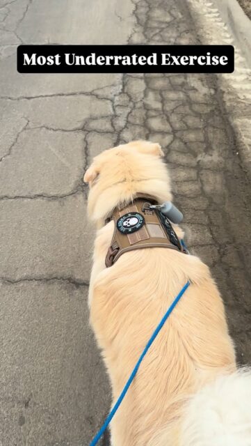 Long line walks are one of the most underrated things you can do for an anxious, fearful, or reactive dog.  I specialize in behavior modification, and almost every dog I work with benefits from this. The long line gives dogs the freedom to explore and move while still providing structure and guidance. That combination is where confidence starts to grow 📈  I only have 2 simple rules for the dogs to follow on a long line walk.  1️⃣ The leash stays loose at all times. Just because you’re in front of me does not mean you can pull.  2️⃣ No lunging, barking, or chasing. Freedom exists within structure & does not mean anything goes  My personal preference is a 10 or 15 foot leash. It allows enough space for the dog to explore, decompress, and engage with their environment without losing communication.  If you have an anxious, nervous, or fearful dog, give long line walks a try and let me know how it goes 🤙  #anxiousdogs #fearfuldogs #dogowners #dogtrainingtip #dogbehaviormodification
