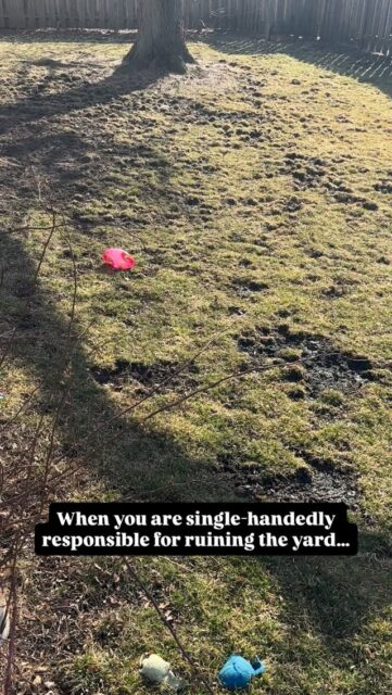 Springtime in Chicago with big dogs… 😅  Booker ruins the yard and has zero concerns!  #springtimevibes #dogproblems #dogowners #bigdogproblems
