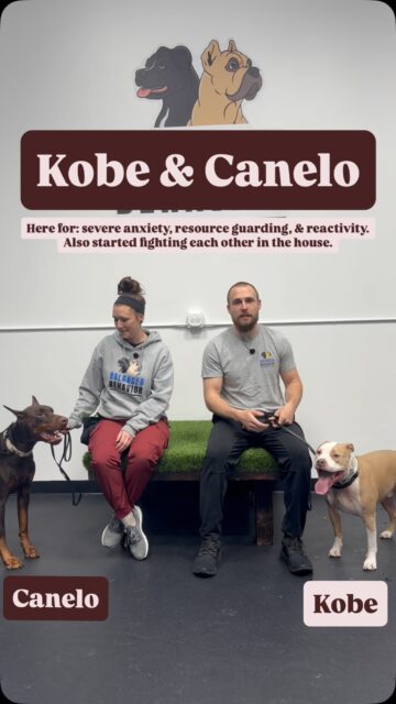 Meet our 2 newest GOAT Camp dogs!  Kobe is a 6 year old pittie and Canelo is a 3 year old European Doberman. Right now they are total chaos together and have to live separately a lot because they’ve started fighting in the home.  Both dogs are anxious, struggle to settle, and are very reactive to other dogs. That anxious energy, combined with the fact that they’ve started guarding their owner from each other, has made life at home really difficult.  Canelo especially cannot relax no matter how much exercise he gets. That’s because this is a state of mind issue, not an exercise issue. He’s wired to work and has never learned how to settle. Teaching him how to settle is going to be a primary focus and the key to their overall success.  They don’t have permanent beef with each other and even play together outside sometimes. However Canelo’s constant anxious energy is setting Kobe off and causing fights inside the home.  The good news is both boys are incredibly sweet, smart, and eager to please. Once we install proper leadership and boundaries and show their owner how to maintain it at home, these two will be able to coexist peacefully and thrive.  We’ve got our work cut out for us, but these are our favorite kinds of dogs to help. We are confident in their potential 🙌  Thank you @theveterandogtrainer for sending these 2 good boys our way 🫡  #anxiousdogs #dogowners #reactivedogs #resourceguarding #dogfights