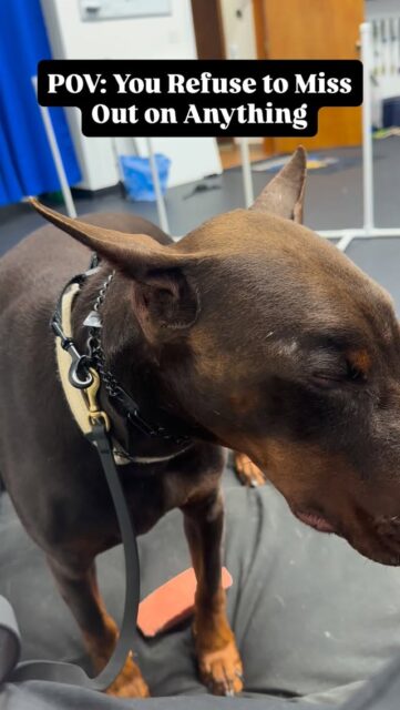 Canelo is so tired he’s literally falling asleep standing up 🤣
But he refuses to rest because he has serious FOMO.
He’s a working breed, so his brain is always looking for something to do… even when nothing is happening.
The hardest thing to teach dogs like this isn’t obedience.
It’s how to turn their brain off and relax 😴 
And if you don’t intentionally teach that skill, that constant drive often turns into anxiety — which is exactly what I’m working through with Canelo.
Teaching dogs how to settle is just as important as teaching them how to work ‼️ 
#workingbreed #dogowners #workingbreeds #anxiousdogs #dogbehaviormodification