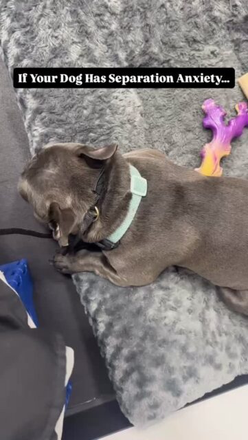 If your dog has separation anxiety, the first step to overcoming it isn’t what happens when you leave.
It’s what’s happening while you’re there.
Most of these dogs are used to CONSTANT access and stimulation.
They’re always in your space, always getting attention, always being engaged with. Over time, they learn that being close to you and getting interaction is the default.
So when that access disappears, they don’t know how to handle it & that’s when you see the obvious panic and stress.
But the issue isn’t just the moment you leave. It’s that separation has never been practiced in a calm, controlled way while you’re home.
That’s where this starts.
We need to teach the dog how to peacefully coexist without interaction. Not always in your lap, not always being talked to, not always being engaged with. Just existing in the same space, calm and settled, without needing anything from you.
This is where they learn that they are not entitled to constant access or attention, and more importantly, that nothing bad happens when they don’t have it.
Dogs that can’t be alone usually can’t be alone with you first.
Teaching them how to be comfortable with boredom, in their independence, and with doing nothing is what builds the foundation for a calm & confident dog.
Overcoming separation anxiety doesn’t start when you walk out the door.
It starts with how you live together every day.
#anxiousdog #separationanxiety #anxiousattachment #dogowners #dogtrainingtip