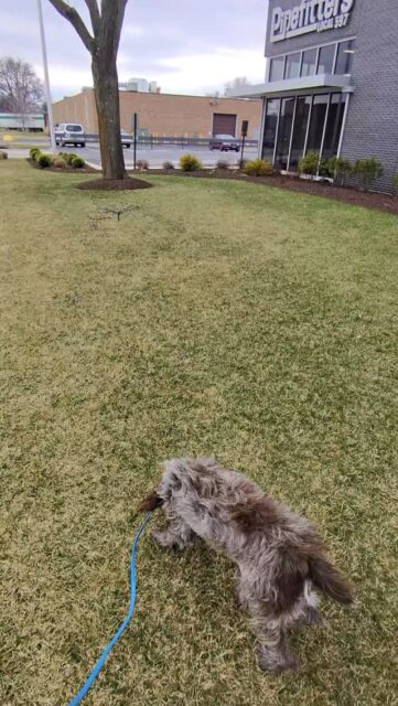 Recall shouldn’t feel like a punishment to your dog. It should feel like a win 🎉 
This is Canmore, a Wirehaired Pointing Griffon, in the middle of doing what he was bred to do… using his nose. 
Yet he still happily chooses to come when called! That doesn’t happen by accident.
Here are 3 tips to make recall something your dog WANTS to do:
1️⃣ Make it worth it — If coming to you always ends the fun, your dog will learn to avoid it. Reward recall with something your dog actually values. Food, play, praise, or even sending them right back to what they were doing.
2️⃣ Don’t poison the command — If you only say your recall word when you’re frustrated or when it’s time to leave, your dog will start to associate it with negative outcomes. Use it often, in low pressure situations, and set your dog up to succeed.
3️⃣ Practice where you can win to start — Most people try recall in the hardest environments first. That’s exactly why they fail. Start in low distraction settings, build the habit, then gradually increase difficulty so your dog understands the expectation.
Make recall rewarding, clear, and consistent, and your dog will stop avoiding it and start choosing it 🙌 
#recalltraining #dogrecall #dogowners #dogtrainingtip #recall