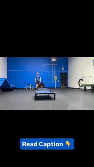 Kobe the Pittie & Canelo the Doberman are the perfect example of what’s possible in dog training when owners are committed to creating real behavior change.
A few weeks ago, these two couldn’t even be walked together without chaos. A fight was always right around the corner.
Canelo was spinning nonstop on leash. Constant anxiety, always on edge especially around Kobe.
Kobe had started to shut down. Avoidant, insecure, and beginning to guard things from Canelo after living most of his life without real boundaries.
Different personalities, but the same root issue. Anxiety and lack of clarity creating conflict.
Once dogs build a history of fighting, they don’t just “work it out.”
They become less tolerant, more reactive & aggressive to each other, and always anticipating the next problem.
So how do you fix it? 🤔 
Not by drilling obedience.
Canelo already had solid obedience when he got here, & it didn’t matter.
Because obedience without the right state of mind doesn’t fix behavior.
- We had to lower anxiety first by creating real structure at home.
- Build clarity so neither dog felt like they had to handle the situation themselves.
And most importantly, their owners followed through 100%. All 6 family members committed & changed how they live with their dogs, stayed consistent, and didn’t cut corners.
That’s why this is working.
Now you’re seeing them:
- Walking calmly next to each other
- Holding place and down side by side
- Existing together without being on edge
Clarity has been established so they are no longer trying to manage each other anymore.
Quick note- you’ll notice I’m not repeating commands. Even when Kobe doesn’t down right away, I hold the signal until he follows through. That’s how you create clarity.
This didn’t happen overnight & it’s not finished yet, but this is what real progress looks like when you address the root cause, stay consistent, and stop skipping steps.
Proud of these two and their entire family for committing to the process and giving them a real shot at fixing their relationship for good 🙌 
#multidoghousehold #dogaggression #anxiousdogs #dogbehaviormodification #dogowners