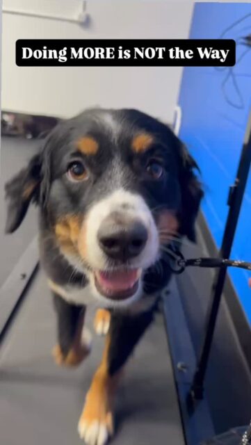 More exercise is not the answer for a dog that can’t relax 🤯 
There’s a common belief that if a dog won’t relax, they just aren’t tired enough—> so the answer becomes more exercise, more activity, more stimulation. 
In reality, a lot of that “exercise” is just rehearsing chaos and is just building your dog’s stamina.
Letting your dog run wild at daycare for hours, pacing the fence line with the neighbor’s dog, or constantly being in motion in the house doesn’t teach them how to turn off. It actually teaches them to stay on.
Exercise matters, but it has to be intentional and fulfilling. BOTH mentally AND physically!
This is especially true for working breeds. Australian Shepherds, German Shepherds, Cattle Dogs, Hounds, Dobermans… you are not going to outwork them. 
These dogs were literally built to go all day long. More activity without structure just creates a dog that needs more to feel satisfied and is a fantastic way to create an anxious dog that can’t settle.
The missing piece for these dogs is teaching them how to do nothing.
Relaxation is not automatic for any dog but especially for working breeds. Being calm, being bored, and settling independently are all learned skills. 
If you don’t teach that, you end up with a dog that is constantly seeking stimulation, struggling to turn off, and developing anxiety or destructive behaviors.
Of course, a well exercised dog is important. No argument here.
But a dog that knows how to relax is just as essential for their wellbeing 🙌 
#anxiousdogs #workingbreed #dogowners #dogtrainingtip #calmdog