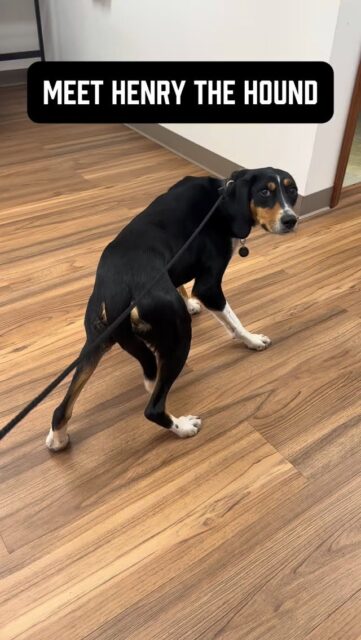 Meet Henry - a 1.5 year old hound with a lot going on under the surface.
Skittish. Insecure. Anxious. Low confidence.
Reactive on leash. Resource guarding his food.
None of this is rare for an adolescent hound… but it is a problem if it’s not addressed.
These behaviors won’t go away on their own and will only worsen over time. We’re not going to tiptoe around it.
We’re going to:
• Build real confidence
• Teach him how to properly handle leash pressure
• Give him clear, consistent expectations on walks
• Show him exactly what not to do and what to do instead
No guessing. No confusion.
We’ll also clean up the relationship around food so there’s zero conflict between him and his owner.
Clarity + structure = confidence.
Let’s get to work!
#anxiousdog #resourceguarding #dogbehaviormodification #dogowners #chicagodogtraining