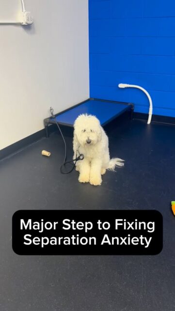 This is Scout. He struggles with pretty significant separation anxiety.
First clip: whining, crying, and falling apart with me just a few feet away.
Second clip: fully settled while I’m working another dog on the treadmill.
Scout isn’t your typical “Velcro” dog. He’ll relax on his own, hang out on the couch, lay on his bed… but only when it’s on his terms. The second access to me (or his owner) is limited, his issue with separation shows up.
This is a dog that’s always had access to people. No real boundaries ever since he was a puppy. No crate training and sleeps with the owner. Affection whenever he wanted it. 
When that access gets removed, he doesn’t know how to handle it. So you see the stress panting, crying, whining, freaking out, etc.
The whining and crying worked before. It got him attention or affection every time. It got the boundary removed. It will stop the crying in the short term, but it has long term effects on a dog’s mental stability.
How do you fix it?
We start with simple structure. Tethering. Clear limits and rules. Boundary on personal space - we can be in the same room together and you CAN’T have access to me. 
Calm coexistence. Something he has never had to practice in his life.
By doing this, Scout learns that being away from me is not a problem and no cause for panic. He learns how to settle without needing constant access.
That’s how you build independence. That’s the first step to fixing your dog’s separation anxiety. 
If your dog struggles when you’re not available, stop looking at the moment they panic. Start looking at how much access they have to you the rest of the time and start implementing boundaries on your personal space.
Make separation from you more normal, and you’ll see your dog start feeling better about being alone 🙌 
#separationanxiety #separationanxietydog #anxiousdog #dogbehaviormodification #dogowners