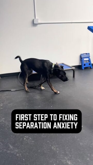 If your dog loses it the second you leave… you’re already too late.
Separation anxiety doesn’t start when you walk out the door. It starts with a dog that has never learned how to exist without you.
This is Frodo. 2 years old. Can’t be left alone without trying to break out of a crate or gate. 
Why? No boundaries. No practice being independent ever. Constant affection & attention. Total access to his owner 24/7.
So we don’t start with “leaving.” We start here.
Tethering.
In this clip, he’s tethered next to me but not on me. No touching. No interaction. No reassurance. Just learning how to be calm and exist on his own.
If your dog can’t handle being away from you while you’re HOME… what makes you think they’ll handle you leaving? 🤔 
If your dog is really struggling, start by holding the leash like I am here. Give them guidance without giving them access.
This isn’t supposed to be fun. It’s boring, but it’s necessary work. This is where independence is built.
You don’t fix separation anxiety at the peak of the problem.
You fix it by changing how your dog feels about separation in general.
Start here.
#separationanxiety #separationanxietydog #anxiousdog #dogowners #dogbehaviormodification