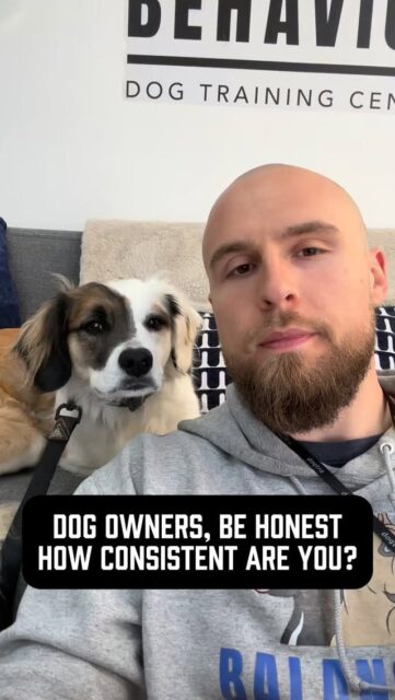 Be honest… how consistent are you with your dog? 🤔 
Dog training is simple. Not easy, but simple.
It really comes down to 2 main things:
• Timing
• Consistency
What you do in the moment is what your dog learns from. Every time.
Ignore it sometimes, correct it other times, reward it randomly… and now your dog is confused. That confusion turns into the exact behavior you’re frustrated with.
Your dog’s behavior is a direct reflection of your consistency.
So ask yourself: are you actually clear every single time… or only when it’s convenient? 🤨 
If you want a calm, reliable dog, your standards can’t change based on your mood.
Consistency builds clarity. Clarity builds behavior.
There are no secrets or shortcuts to behavior change.
#dogbehavior #dogowners #dogtrainingtip #dogbehaviortraining #dogbehaviormodification
