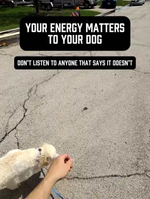 PSA 🗣️: You don’t get a calm dog by being chaotic.
Dogs feed off your energy whether you realize it or not. If you’re tense, loud, overexcited… your dog feels that and mirrors it.
Sophie used to get spooked by everything. New sounds, moving objects, busy environments. Today she’s walking through loud construction, trucks flying by, workers everywhere… and she’s calm, checking in, handling it like a completely different dog.
That didn’t happen by hyping her up. It happened because I showed her what calm looks like.
When she checks in, I mark it and praise her… calmly. No screaming, no over-the-top excitement. Just clear, steady feedback.
Most people do the opposite. They throw a party the second their dog does something right and then wonder why their dog stays amped up, nervous, and reactive.
Calm creates calm. Chaos creates chaos.
If you want your dog to feel safe and confident in the world, stop trying to excite them through it… and start leading them through it.
Be the calm your dog needs 🤙 
#calmdog #calmdogs #dogowners #anxiousdogs #anxiousdog