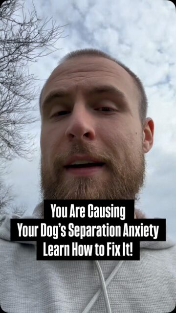 Separation anxiety doesn’t just show up one day.
It’s built through everyday habits most people don’t think twice about.
Too much access. Constant affection. Not enough independence. Talking to their dog all day long. 
If your dog struggles to be alone, start looking at what happens when you’re home.
That’s where separation anxiety begins. The good news is fixing it is totally in your control as long as you’re willing to change YOUR behavior.
Follow if you want to learn how to actually fix the problem, not just manage it.
#separationanxiety #separationanxietydog #anxiousdog #anxiousdogs #dogowners