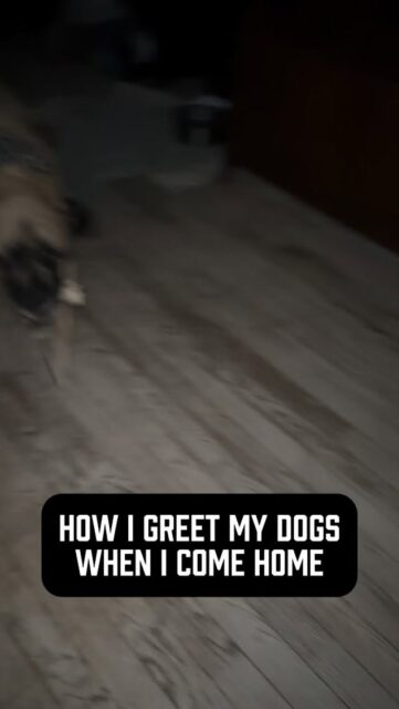 Calm greetings = calm dogs.
I don’t walk in hyping them up, I don’t create chaos, and I don’t reward overexcitement. They’re still happy to see me, but they know how to manage it.
This is what emotional control looks like.
Bones grabs a bone or a toy every single time I come home. That’s not random, it’s actually a displacement behavior. He’s feeling excitement, so he channels it into something productive instead of losing control.
That’s what we want.
Excitement isn’t the problem. A lack of impulse control when arousal is high is the problem. 
If your dog loses their mind every time you walk in, it’s not cute and just not necessary.
Set the tone. Your dog will follow it 🤙 
#calmdogs #calmdog #happydogshappylife #dogowners #dogbehavior