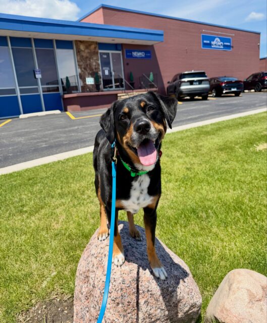 The world is your training facility if you’re intentional enough to use it.
Shout out to Nelly for being the perfect model dog 🌟 
#confidentdog #dogtraining101 #dogowners #chicagodogtraining #chicagodogtrainer