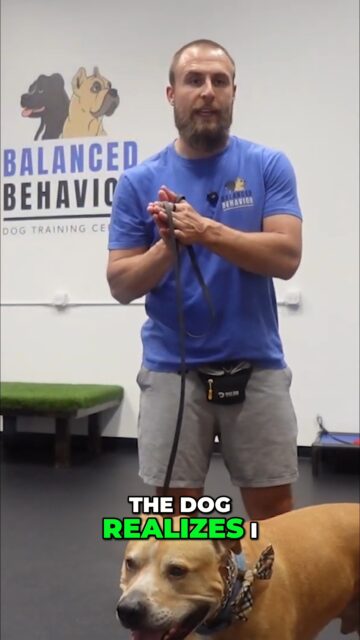 Simplify dog training. Limit commands for clearer signals and faster learning. Train smarter, not harder.
https://youtu.be/Vbt73wedjgY?si=FBaSMbawKOlj-MCD
#DogTraining #PuppyTraining #DogCommands #PetCare #DogOwners