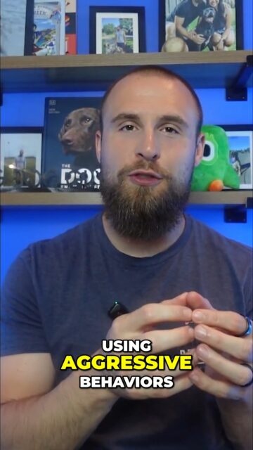If your dog is resource guarding or showing aggression, know this: it's not going to fix itself.
In fact, if it's 'working' for them, it's probably just going to get worse.
Learn how to fix it 👇
https://youtu.be/LIGDxe1VN9o?si=XsiQYvGlxCNNHUbH
#aggressivedog #ResourceGuarding #DogBehavior #DogTraining #DogOwners