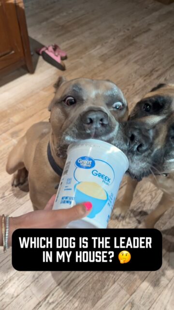 Same yogurt tub. Different relationship 😂
Watch Booker…
When it’s Bones’ turn, he has absolutely no problem sticking his face right in there 🤦🏻
But notice what happens when it’s Wully’s turn…
He doesn’t even think about it.
Here’s the funny part…
Bones is actually the biggest dog in the house. Wully is the smallest and oldest. Booker is younger than Wully, stronger than both of them, and has no problem testing Bones…
Yet he won’t even consider doing the same thing to Wully.
Why? 🤔 
Wully is the king 👑 
Wully established clear boundaries with Booker from day one, and Booker respects them. Bones, on the other hand, is the biggest softie in the house, and Booker knows it.
This isn’t aggression or dominance. They all get along great, and this has never led to a fight. It’s just a perfect example of something I tell clients all the time:
Every relationship in a multi-dog household is different.
Dogs don’t have one personality that they apply equally to every dog they meet. They learn who they can push, who they should respect, who likes to play, who doesn’t, and they adjust their behavior accordingly.
The same thing happens with the people in their lives. Dogs quickly learn who consistently follows through, who has clear boundaries, and who they can get away with ignoring or pushing.
This is just a funny video that captures a cool concept!
(And don’t worry… Bones always gets to finish his yogurt eventually 😂)
#dogowners #multidoghousehold #dogbehavior #dogowner #funnydogreels
