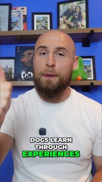 Constant talking can confuse your dog. They learn best through experiences, repetition, and clear patterns, not human chatter.
Simplify your communication for a better bond!
https://youtu.be/M5PGLawaHsk?si=kBDhxi74whizp0Rk
#DogTraining #DogCommunication #PositiveReinforcement #DogOwners #SmartDog