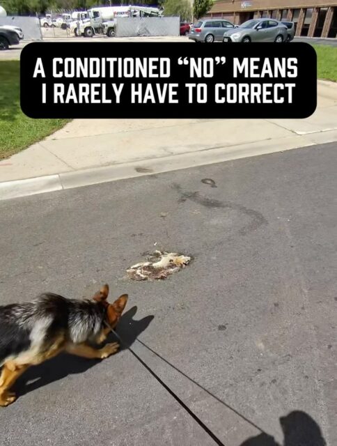 The biggest problem isn’t that people never tell their dog “no.”
Sure, there are a handful of looney tunes who think telling your dog “no” will ruin your relationship. Just ignore them cuz they are absolutely clueless about dogs lol
The real problem is that most owners say “no” all day long… but then never follow through with any consequence that actually matters.
The dog keeps doing exactly what they were doing, learns that “no” doesn’t actually mean anything, and eventually tunes it out completely.
Watch this clip - Perun is a 7 month old GSD who LOVES licking everything on our walks. He’s gross lol
Here he spotted roadkill, heard “no,” and immediately chose to move on. I let him know that was a good decision by telling him he was a good boy
Notice a few things:
• He wasn’t in a heel. We were just loose leash walking together.
• I didn’t have to correct him because “no” already has meaning. 
• I also didn’t immediately ask for a sit, down, or heel.
That’s another mistake I see all the time. Owners say “no” (and/or correct the dog) and then immediately ask for obedience.
Sometimes that’s appropriate. Sometimes it isn’t.
In this moment, I didn’t need Perun to sit or heel. I simply needed him to understand that the roadkill was off limits. Once he made the right choice, we just continued our walk.
The goal isn’t to constantly correct your dog.
The goal is to build so much clarity around your communication that, over time, your words carry enough meaning that corrections become less and less necessary.
Most owners are too emotional to realize that’s the whole point 🤷‍♂️ 
#dogowners #dogbehavior #dogtrainingtip #dogtrainingadvice #dogownerproblems