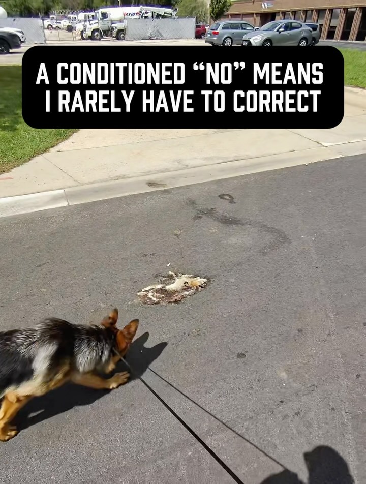 The biggest problem isn’t that people never tell their dog “no.”
Sure, there are a handful of looney tunes who think telling your dog “no” will ruin your relationship. Just ignore them cuz they are absolutely clueless about dogs lol
The real problem is that most owners say “no” all day long… but then never follow through with any consequence that actually matters.
The dog keeps doing exactly what they were doing, learns that “no” doesn’t actually mean anything, and eventually tunes it out completely.
Watch this clip - Perun is a 7 month old GSD who LOVES licking everything on our walks. He’s gross lol
Here he spotted roadkill, heard “no,” and immediately chose to move on. I let him know that was a good decision by telling him he was a good boy
Notice a few things:
• He wasn’t in a heel. We were just loose leash walking together.
• I didn’t have to correct him because “no” already has meaning. 
• I also didn’t immediately ask for a sit, down, or heel.
That’s another mistake I see all the time. Owners say “no” (and/or correct the dog) and then immediately ask for obedience.
Sometimes that’s appropriate. Sometimes it isn’t.
In this moment, I didn’t need Perun to sit or heel. I simply needed him to understand that the roadkill was off limits. Once he made the right choice, we just continued our walk.
The goal isn’t to constantly correct your dog.
The goal is to build so much clarity around your communication that, over time, your words carry enough meaning that corrections become less and less necessary.
Most owners are too emotional to realize that’s the whole point 🤷‍♂️ 
#dogowners #dogbehavior #dogtrainingtip #dogtrainingadvice #dogownerproblems