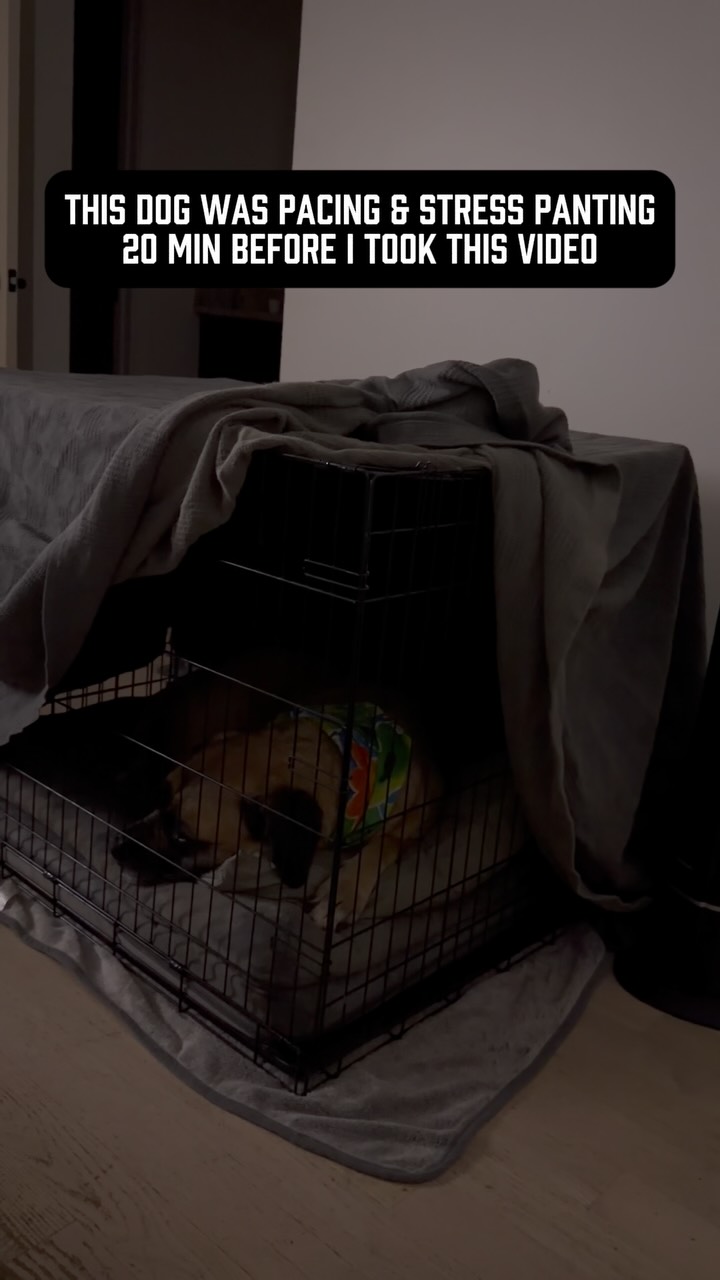 Bones isn’t crate trained.
He normally sleeps wherever he wants, doesn’t have any anxiety, and has never cared about thunderstorms. But last night’s storms were loud AF & it made him anxious.
He was stress panting, pacing from our bed, to his dog bed, down the hallway, and back again. He simply couldn’t settle.
So I set up a crate, gave him a chew, covered it, turned the TV up to help mask some of the thunder, and put him inside.
About 20 minutes later, this was him… and he slept comfortably there the rest of the night.
How did that work? 🤔 
Because I wasn’t trying to make the storm go away. I was trying to stop him from rehearsing anxious behavior.
Every lap around the house was the same anxious behavioral loop:
Pace. Scan. Move somewhere else. Hear thunder. Move again. Pant. Repeat.
None of those behaviors were changing the situation. They were simply keeping him in a heightened state of arousal.
By using the crate, I removed the constant movement and decision-making. 
His only job was to stay in one safe place & exist. By helping his body slow down, his mind was finally able to follow.
This worked because Bones understands boundaries. He’s never been crate trained, but structure isn’t new to him.
Giving an anxious dog more freedom isn’t helping them. 
Most of the time, it’s just giving their anxiety more room to operate.
Our instinct as humans is often to hover, follow them around, constantly pet them, repeatedly assure them and desperately try to make them “feel better.”
Our job isn’t to panic with our dogs or convince them everything is okay. It’s important to support our dogs, but we do that by providing calm, consistent leadership and creating an environment where settling becomes possible.
I knew something Bones didn’t know: our house wasn’t under attack. He didn’t need to patrol the hallway or find the magical spot where the thunder disappeared. 
Last night, freedom wasn’t helping Bones so I took it away temporarily.
Sometimes we help the body slow down first and give them mind an opportunity to follow 😴
#anxiousdog #anxiousdogs #dogowners #dogbehavior #anxietyrelieftips