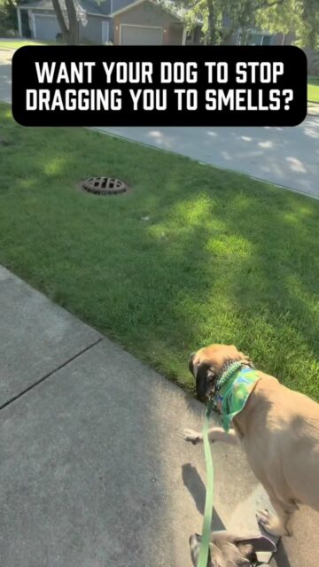 Want to teach your dog what “BREAK” means? First, they need to understand what it means to walk WITH you.
Whether your word is heel, with me, let’s go, or something else, there needs to be a clear expectation that we’re walking together right now.
Most importantly, when you are asking your dog to walk with you, you have to actually hold them to that expectation. Don’t just let them stop walking with you because they get distracted etc.
Then “BREAK” becomes meaningful: You’re released. Go sniff. Explore. Be a dog!
If your dog spends the entire walk pulling wherever they want, sniffing whatever they want, and doing whatever they want, saying “break” means nothing.
You can’t release a dog that was never asked or expected to do anything in the first place.
Structure → Break → Structure → Break.
That contrast is what teaches the word. And before anyone loses their mind - yes, sniffing is absolutely part of the walk. Build in 50 breaks on every walk if you want!
Just teach your dog when it’s time to explore and when it’s time to move with you.
Your walks will be much more enjoyable for both you AND your dog 🙌 
#looseleashwalking #looseleash #looseleashtraining #dogowners #dogtrainingtip