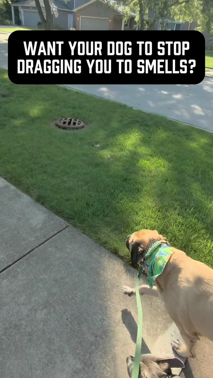 Want to teach your dog what “BREAK” means? First, they need to understand what it means to walk WITH you.
Whether your word is heel, with me, let’s go, or something else, there needs to be a clear expectation that we’re walking together right now.
Most importantly, when you are asking your dog to walk with you, you have to actually hold them to that expectation. Don’t just let them stop walking with you because they get distracted etc.
Then “BREAK” becomes meaningful: You’re released. Go sniff. Explore. Be a dog!
If your dog spends the entire walk pulling wherever they want, sniffing whatever they want, and doing whatever they want, saying “break” means nothing.
You can’t release a dog that was never asked or expected to do anything in the first place.
Structure → Break → Structure → Break.
That contrast is what teaches the word. And before anyone loses their mind - yes, sniffing is absolutely part of the walk. Build in 50 breaks on every walk if you want!
Just teach your dog when it’s time to explore and when it’s time to move with you.
Your walks will be much more enjoyable for both you AND your dog 🙌 
#looseleashwalking #looseleash #looseleashtraining #dogowners #dogtrainingtip
