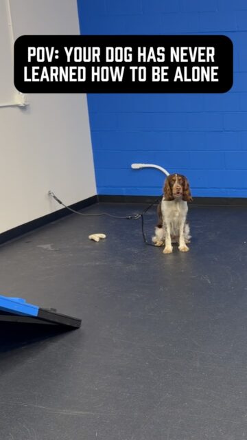 My boy Hutch had BIG TIME FOMO when I first started working with him.
He’s a 2 year old English Springer Spaniel who wants to go, go, go and be involved in absolutely everything. When he first started his program, simply being separated from the action for a few seconds meant whining, crying & barking.
Hutch actually completed a board and train when he was younger and has solid obedience already. Unfortunately, none of his previous training focused on teaching him how to be independent or educating his owners on how to implement proper boundaries and structure in the home.
When a dog has constant access to us, affection by default, very few or no boundaries, and gets rewarded for being pushy or demanding, we can unintentionally teach them that they SHOULD be involved in everything we do.
So I started teaching Hutch the opposite of what he’s known his whole life.
The first clip is where we started: vocal, frustrated and unable to handle being left out by himself.
The second clip is progress. He’s quiet and laying down, but that heavy stress panting tells you his brain is still very much struggling with being on the outside looking in. 
And guess what? That is totally FINE because this is GOOD stress for him to safely experience and work through instead of immediately rescuing him from it.
He’s actually THIS stressed because he’s NEVER had to work through any stress.
The last clip is the goal.
No whining, no pacing, no stress panting. No need to be involved. He’s completely relaxed and able to coexist independently, even while other dogs around him are struggling with the exact same skill.
That would have been impossible for Hutch when we started.
Dogs that can’t settle, constantly follow you around, demand attention or lose their minds when they’re separated don’t need MORE stimulation, MORE enrichment or MORE attention.
They certainly don’t need to be coddled either.
Most of the time, they need to learn that they can simply do nothing. Calmness and independence are skills that you NEED to teach your dog.
It’s not sexy dog training but it is necessary 🤝
#separationanxiety #dogseparationanxiety #dogowners #dogbehavior #anxiousdogs