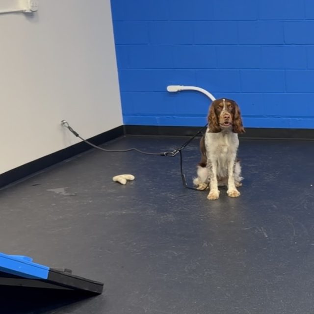 My boy Hutch had BIG TIME FOMO when I first started working with him.
He’s a 2 year old English Springer Spaniel who wants to go, go, go and be involved in absolutely everything. When he first started his program, simply being separated from the action for a few seconds meant whining, crying & barking.
Hutch actually completed a board and train when he was younger and has solid obedience already. Unfortunately, none of his previous training focused on teaching him how to be independent or educating his owners on how to implement proper boundaries and structure in the home.
When a dog has constant access to us, affection by default, very few or no boundaries, and gets rewarded for being pushy or demanding, we can unintentionally teach them that they SHOULD be involved in everything we do.
So I started teaching Hutch the opposite of what he’s known his whole life.
The first clip is where we started: vocal, frustrated and unable to handle being left out by himself.
The second clip is progress. He’s quiet and laying down, but that heavy stress panting tells you his brain is still very much struggling with being on the outside looking in. 
And guess what? That is totally FINE because this is GOOD stress for him to safely experience and work through instead of immediately rescuing him from it.
He’s actually THIS stressed because he’s NEVER had to work through any stress.
The last clip is the goal.
No whining, no pacing, no stress panting. No need to be involved. He’s completely relaxed and able to coexist independently, even while other dogs around him are struggling with the exact same skill.
That would have been impossible for Hutch when we started.
Dogs that can’t settle, constantly follow you around, demand attention or lose their minds when they’re separated don’t need MORE stimulation, MORE enrichment or MORE attention.
They certainly don’t need to be coddled either.
Most of the time, they need to learn that they can simply do nothing. Calmness and independence are skills that you NEED to teach your dog.
It’s not sexy dog training but it is necessary 🤝
#separationanxiety #dogseparationanxiety #dogowners #dogbehavior #anxiousdogs