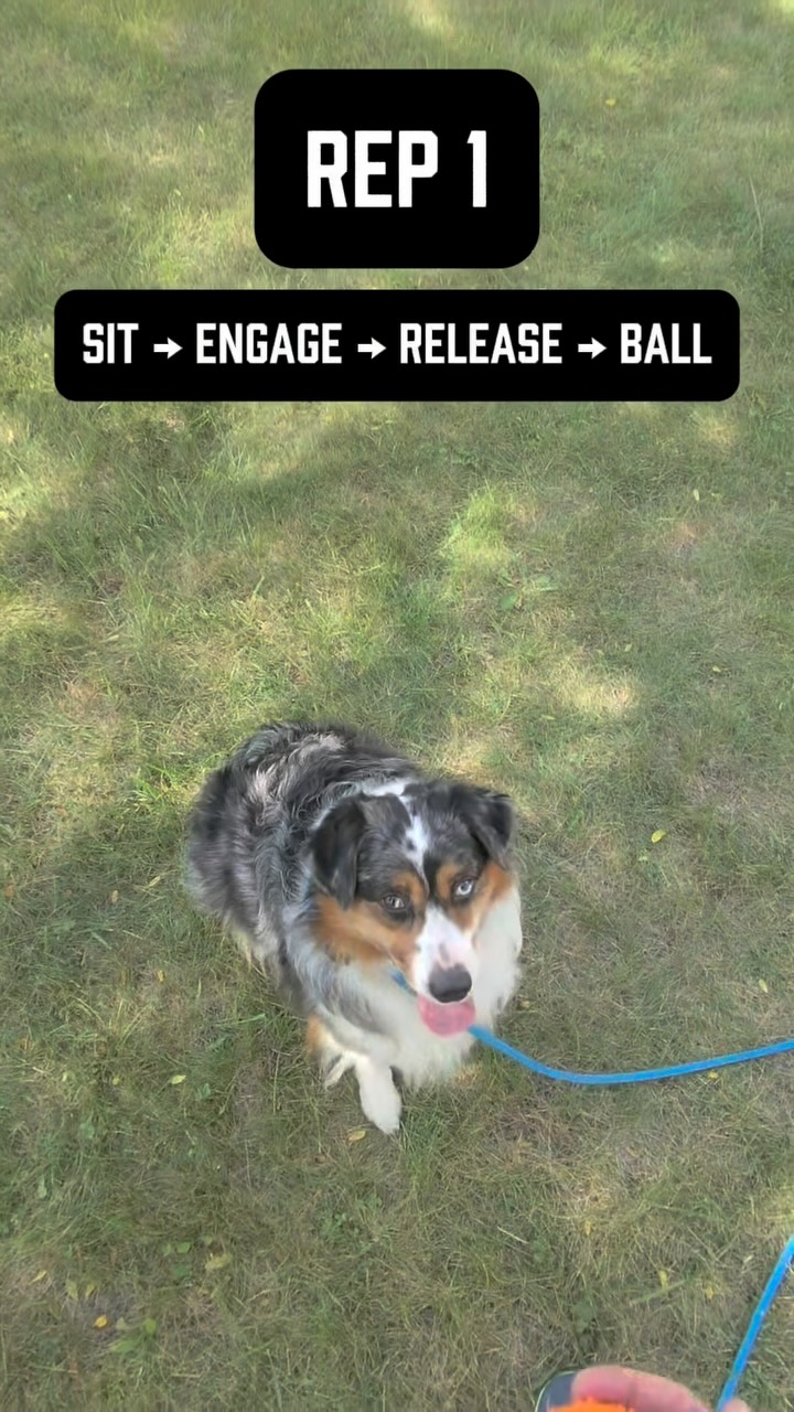 Simo has spent 5 years basically doing whatever Simo wants.
He’s extremely anxious, constantly overstimulated, has very little impulse control, only listens when he feels like it, and always feels like he needs to be involved in or controlling something.
Unsurprisingly, he’s OBSESSED with the ball 🫪
He’ll chase it forever, run away with it when he wants, won’t drop it if he doesn’t feel like it, etc. Basically, Simo has always made the decisions.
So I’m using the thing he loves most to change that.
You want the ball? You have to go through me first 👀
I put him in a sit and throw the ball. He breaks before being released, I correct him, put him back into the sit, get engagement, and THEN he gets the ball.
By the third rep, I throw it and he stays put, looks right at me and waits for his release.
No correction needed.
Did the correction shut him down? Make him scared of me? Make him want the ball any less?
STFU lol
It simply taught him what I wanted & this is MUCH bigger than the ball. Simo is used to immediately acting on whatever he feels. That impulsive, constantly “on” mindset feeds into so many of the issues he struggles with, including his anxiety and inability to settle.
We’re teaching him a different way to operate:
Stop. Think. Listen. Then act.
For a dog who feels like he needs to control everything, learning that he doesn’t have to make every decision is HUGE.
#anxiousdogs #anxiousdog #separationanxiety #dogbehavior #dogbehaviormodification