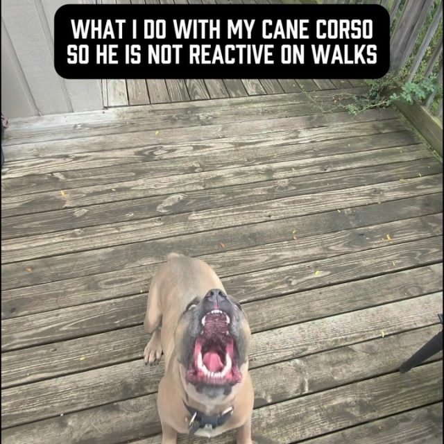 Booker used to go absolutely fucking nuclear at dogs from 75+ feet away.
Barking, jumping, lunging, redirecting & just absolutely losing his shit
When first trying to solve this, I looked at the problem way too simply:
Dog reacts → stop the reaction.
Treats? Tried it - he didn’t care about them.
Corrections? Tried it - he would redirect on me.
To be clear, treats aren’t always the solution & corrections aren’t bad. I use both.
But neither one actually solves shit if you don’t understand WHY the dog wants to behave that way in the first place.
Booker is a Cane Corso. He’s intense, powerful, assertive and fucking LOVES using his body, competing, barking & getting fired up.
I know, shocking 🤯 
So instead of spending his entire life telling him NOT to do those things, I started giving him appropriate outlets for them.
1. We actually play tug.
Not me sitting on my ass holding a toy while he pulls a few times.
Multiple times a week, we fucking compete. He gets to pull, fight, push, use his body & get intense. That frustration & intensity has somewhere productive to go.
2. I taught him to speak on command.
Booker fucking LOVES to bark.
Again, shocking development for a Cane Corso 🤯 
Instead of simply correcting the shit out of him for barking, I harnessed it & gave him a structured outlet for it.
You wanna bark? Cool.
You wanna get fired up? Cool.
There’s a time and place for it.
Our neighborhood walk is NEVER that place 🙅‍♂️ 
If he blows me off or behaves inappropriately, I will correct him, but corrections are just a part of the picture.
Booker’s reactivity wasn’t some mysterious problem that required better treats or harder corrections. I have a dog with very real genetic tendencies & behavioral needs that I wasn’t giving enough appropriate outlets for.
Once I understood the WHY, I had a much better chance of changing the behavior.
Today, Booker can walk past dogs in our neighborhood without going nuclear.
Not because I suppressed everything that makes him a Cane Corso, but because I learned how to give him appropriate places to be one.
#reactivedog #reactivedogs #reactivedogtraining #dogowners #dogbehavi