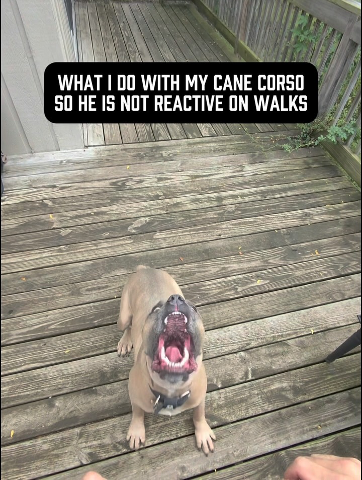 Booker used to go absolutely fucking nuclear at dogs from 75+ feet away.
Barking, jumping, lunging, redirecting & just absolutely losing his shit
When first trying to solve this, I looked at the problem way too simply:
Dog reacts → stop the reaction.
Treats? Tried it - he didn’t care about them.
Corrections? Tried it - he would redirect on me.
To be clear, treats aren’t always the solution & corrections aren’t bad. I use both.
But neither one actually solves shit if you don’t understand WHY the dog wants to behave that way in the first place.
Booker is a Cane Corso. He’s intense, powerful, assertive and fucking LOVES using his body, competing, barking & getting fired up.
I know, shocking 🤯 
So instead of spending his entire life telling him NOT to do those things, I started giving him appropriate outlets for them.
1. We actually play tug.
Not me sitting on my ass holding a toy while he pulls a few times.
Multiple times a week, we fucking compete. He gets to pull, fight, push, use his body & get intense. That frustration & intensity has somewhere productive to go.
2. I taught him to speak on command.
Booker fucking LOVES to bark.
Again, shocking development for a Cane Corso 🤯 
Instead of simply correcting the shit out of him for barking, I harnessed it & gave him a structured outlet for it.
You wanna bark? Cool.
You wanna get fired up? Cool.
There’s a time and place for it.
Our neighborhood walk is NEVER that place 🙅‍♂️ 
If he blows me off or behaves inappropriately, I will correct him, but corrections are just a part of the picture.
Booker’s reactivity wasn’t some mysterious problem that required better treats or harder corrections. I have a dog with very real genetic tendencies & behavioral needs that I wasn’t giving enough appropriate outlets for.
Once I understood the WHY, I had a much better chance of changing the behavior.
Today, Booker can walk past dogs in our neighborhood without going nuclear.
Not because I suppressed everything that makes him a Cane Corso, but because I learned how to give him appropriate places to be one.
#reactivedog #reactivedogs #reactivedogtraining #dogowners #dogbehavi