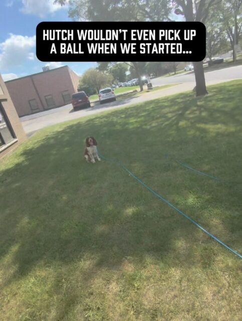 Hutch’s owners were frustrated because they could NOT get him to play fetch.
They’d throw the ball. He’d run after it… and right past it 😂
Throw it again. Same result.
You can see in the first clip, he did the same thing with me looking at me all confused lol
At some point, we have to stop doing the same thing over and over again expecting a different result. There’s a reason they call that the definition of insanity.
Hutch is SUPER playful and energetic. He just loves personal play way more than chasing a ball.
So instead of giving up on fetch, I used what he already loved to create the game I want him to learn to love too.
Instead of endlessly throwing the ball hoping he’d suddenly understand the game, I changed the approach.
I let him jump on me, wrestled around with him and got him into a playful, engaged state of mind.
I purposely had the ball sitting right next to us.
Watch what happens 👀 
He comes off me and immediately grabs the ball. Now I can encourage him, get the drop, send him after it again, and he brings it right back to me!
The dog was never the problem, the approach just wasn’t working.
Good dog training requires you to pay attention to the dog in front of you. If something isn’t working, getting frustrated and repeating it another 50 times probably isn’t going to magically make it work.
Change your approach, use what your dog already loves, & channel it into what you want 🙌 
#dogowners #dogplay #dogplaytime #playwithyourdog #dogbehavior