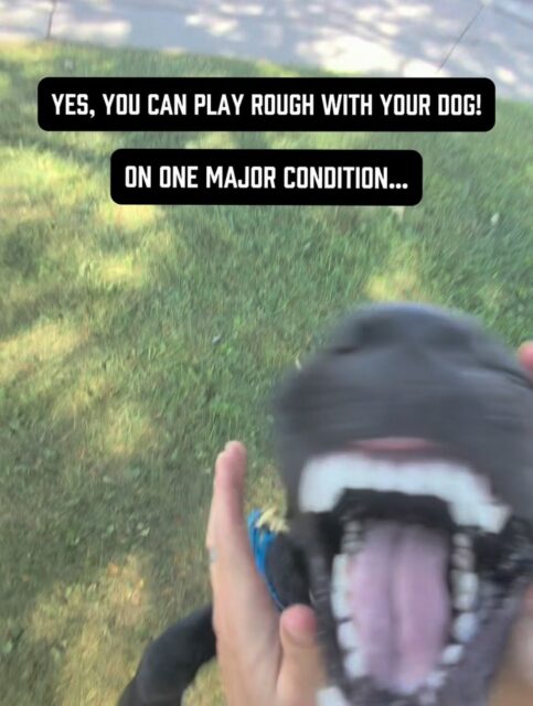 I LOVE roughhousing with dogs that enjoy it.
For a dog like Jordan, this kind of play is an incredible outlet. She gets to use her mouth, jump around, get physical, get highly aroused and just be a dog.
But there’s a huge difference between me giving Jordan permission to play like this and Jordan deciding she gets to behave like this whenever she wants.
Those are two completely different things 🙅‍♂️ 
When I initiate the game, she has a ton of freedom.
When I end the game, that freedom is gone.
Jordan has tried continuing after I’ve told her we’re done. She’s also tried initiating this type of play with me on her own. When she has, she’s been corrected for it.
That clarity is WHY I can give her so much freedom when we actually play and why I don’t have to correct her anymore.
She understands that this game happens on my terms. The rules aren’t negotiable just because she’s excited, and being highly aroused doesn’t give her permission to ignore boundaries.
That’s the relationship I want with any dog.
I don’t want to suppress their personality or constantly keep them calm. I want a dog that can go from 0–100 with me and come right back down when I ask.
That combination of freedom, play, boundaries and accountability is incredibly powerful for your relationship.
Let your dog be a dog.
Just make sure they understand who makes the rules 🙌 
#dogowners #dogbehavior #dogtrainingtip #highenergydog #playwithyourdog