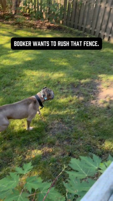 Booker is a Cane Corso. He’s a guardian breed that lives on a corner lot where people and dogs walk directly past his yard every day.
He would LOVE nothing more than to bum rush that fence and light somebody up 😂
That instinct isn’t going anywhere.
Watch what happens - the second he notices people approaching, he becomes alert. I give him a verbal warning, he slows himself down and watches. As they pass directly in front of him, he checks back in with me.
“Good boy”
That praise matters to him - I absolutely positively reinforce the behavior I want.
What 99% of owners don’t realize is the most important part:
The reinforcement matters because I’ve already taken the unwanted behavior off the table.
If Booker’s choices were:
1. Stay calm & get praise or treats.
2. Ignore me, rush the fence, bark his ass off & do something he finds WAY more rewarding.
He’s picking 2 😂
That’s where punishment comes in 😱
Fence rushing & territorial barking are highly self-reinforcing for guardian breeds. When Booker’s done it in the past, I’ve consistently corrected him with his e-collar. Now he knows that choice has a consequence.
That’s why “ah ah” works here. It’s not magic, he knows I’ll follow through if he ignores me.
I’m also not trying to stop him from noticing people. He can watch & be vigilant. He just CANNOT go ballistic at innocent people walking past our house.
Then I reinforce the choice I DO want. He checks in, I praise him, & immediately after this clip we continue playing together.
I promise you that improving your dog’s bad behavior doesn’t have to be that complicated.
Correct what you don’t want.
Reinforce what you do want.
Give the dog an appropriate outlet for what’s left.
#dogowners #dogbehavior #dogtrainingtip #balanceddogtraining #guardianbreed