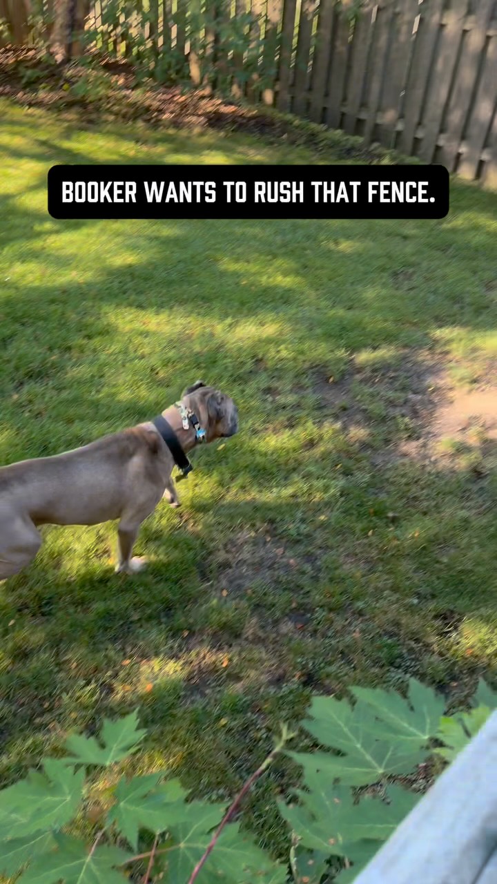 Booker is a Cane Corso. He’s a guardian breed that lives on a corner lot where people and dogs walk directly past his yard every day.
He would LOVE nothing more than to bum rush that fence and light somebody up 😂
That instinct isn’t going anywhere.
Watch what happens - the second he notices people approaching, he becomes alert. I give him a verbal warning, he slows himself down and watches. As they pass directly in front of him, he checks back in with me.
“Good boy”
That praise matters to him - I absolutely positively reinforce the behavior I want.
What 99% of owners don’t realize is the most important part:
The reinforcement matters because I’ve already taken the unwanted behavior off the table.
If Booker’s choices were:
1. Stay calm & get praise or treats.
2. Ignore me, rush the fence, bark his ass off & do something he finds WAY more rewarding.
He’s picking 2 😂
That’s where punishment comes in 😱
Fence rushing & territorial barking are highly self-reinforcing for guardian breeds. When Booker’s done it in the past, I’ve consistently corrected him with his e-collar. Now he knows that choice has a consequence.
That’s why “ah ah” works here. It’s not magic, he knows I’ll follow through if he ignores me.
I’m also not trying to stop him from noticing people. He can watch & be vigilant. He just CANNOT go ballistic at innocent people walking past our house.
Then I reinforce the choice I DO want. He checks in, I praise him, & immediately after this clip we continue playing together.
I promise you that improving your dog’s bad behavior doesn’t have to be that complicated.
Correct what you don’t want.
Reinforce what you do want.
Give the dog an appropriate outlet for what’s left.
#dogowners #dogbehavior #dogtrainingtip #balanceddogtraining #guardianbreed