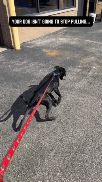 Your dog isn’t going to magically stop pulling on the leash one day.
Every time your dog pulls and you continue moving forward, allowing them to get where they want to go, you’re reinforcing the exact behavior you’re trying to stop.
Pulling works so why would they stop?
They won’t, but the problem is more than an annoying habit.
Leash pulling isn’t just a leash manners problem. It can become a much bigger behavioral problem.
I’ll explain. Your dog is constantly rushing forward, fighting against the leash, fixating on everything around them, & moving from one exciting or frustrating stimulus to the next.
Instead of learning how to calmly navigate their environment, they’re repeatedly practicing being in a heightened state of arousal.
This can very likely contribute to:
❌ Increased frustration and overstimulation
❌ Greater sensitivity and reactivity toward dogs, people, and other environmental triggers
❌ Difficulty settling down and regulating their excitement
❌ Increased stress and anxiety during walks
❌ Less engagement with their handler & more fixation on the environment
A dog can come home physically exhausted from a walk without having learned how to be calm outside.
Not all exercise is good exercise.
By allowing this, you are most likely just conditioning your dog to become better at staying highly aroused for longer periods of time.
This doesn’t mean every dog that pulls is anxious or reactive. It means that repeatedly practicing frantic, frustrated behavior isn’t helping your dog develop the calmness and neutrality we should be working toward.
Your dog doesn’t need to love every dog, person, or distraction they encounter.
They need to learn how to exist around those things without constantly reacting to them.
Stop measuring the quality of your dog’s walks by how far you go or how tired they are afterward. Start paying attention to their state of mind throughout the walk.
Thank me later 🤝 
FYI the dog in the video is a 6 month old puppy on his initial drop off lol he’s already walking like a champ now 👊 
#leashpulling #anxiousdog #reactivedog #dogowners #dogbehavior