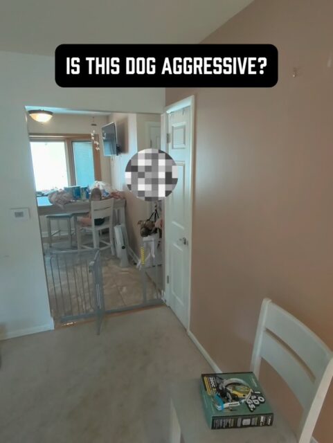 Is this dog aggressive? 🤨 
Watch the first 12 seconds and make your call BEFORE you see what happens next.
Muzzle on, barking, growling & pulling his owner trying to approach. Even getting between her legs while continuing to bark at me.
Pretty intimidating display from the outside looking in if you don’t know what you’re looking at.
Then his owner hands me the leash and backs away.
Everything changes.
The dog immediately tries to get back to his owner. When he realizes he can’t, he makes himself smaller, stays close to the ground and suddenly has absolutely no interest in coming after me.
The barking stops, the growling stops, & the big scary display disappears.
Why? 🤔 
Because underneath all that noise is a very scared & insecure dog.
This dog has learned that barking and growling can create distance when he’s uncomfortable. Having his owner there also changes the picture dramatically because he can use her as security while directing that behavior toward me.
This is what he does to every visitor as well as every dog & human when they are on a walk.
Remove that option and suddenly you get to see much more clearly what’s underneath it.
This is why you cannot evaluate a dog based solely on how LOUD or intimidating the behavior looks.
Aggressive behavior doesn’t automatically tell you the emotional reason behind it.
Watch the body language. Watch what happens when the circumstances change.
What did YOU think this dog was going to do when his owner handed me that leash? 👇
#aggressivedog #reactivedog #reactivedogtraining #dogbehavior #dogowners