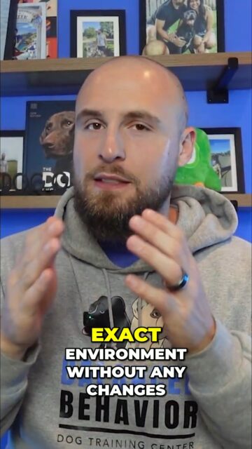 Too many dog owners want to outsource their dog’s problems. and way too many trainers sell the lie that they can fix them without the owner doing any work.
Your dog’s behavior won’t change until YOUR behavior changes first!.
https://youtu.be/ahYRH0NtavQ
#dogtraining #dogbehavior #dogowner #puppytraining #dogtips