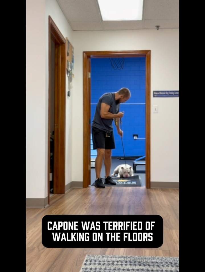 YOU CAN’T CODDLE YOUR DOG INTO BEING CONFIDENT ‼️
Capone was TERRIFIED of walking on our laminate floors.
So what were we supposed to do? Avoid the floors forever? Carry him everywhere? Feel sorry for him and accept that he just couldn’t do it?
Absolutely not 🙅‍♂️ 
Capone is also deaf - you know how many people would just pity him and come up with some story about how that must be why he can’t walk on laminate floors?
Lmao ugh anyways… 🤦‍♂️ 
We helped him develop confidence, improve his footing, and learn that something he once feared was something he was fully capable of handling.
But this isn’t really about floors.
It’s about the dog who’s afraid of strangers so nobody ever challenges them to calmly exist around unfamiliar people.
It’s about the dog who’s terrified of the world so their owners stop taking them anywhere.
It’s about the dog who struggles with being alone so their owners never teach them how to be independent.
It’s about the dog who gets uncomfortable in new situations so their owners immediately remove them instead of helping them learn how to cope.
STOP CONFUSING CODDLING WITH HELPING!
How many dog owners baby their dogs is honestly sickening.
There’s a HUGE difference between supporting a dog through fear and constantly protecting them from ever having to face it.
You don’t build confidence by making the world smaller. You build it by teaching your dog how to handle more of it.
Capone is living proof 🙌 
#dogowners #dogbehavior #scareddog #anxiousdog #dogbehaviormodification