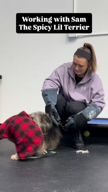 Sam is a 4.5 yr old terrier mix who struggles with situational aggression, especially when being handled. Grooming, wiping paws, and most of all putting his collar and leash on have all resulted in bites.  The important context is this: Sam is not an “always aggressive” dog. Most of the time he’s sweet, playful, and affectionate.  But the moment you try to do something he doesn’t like, he will absolutely bite and he means it. He’s rehearsed that response for years & it’s worked.  - If I don’t like something, I bite.
- When I bite, the human stops.
- Biting = relief  That’s learned aggression. It’s the most common form I see, especially in small dogs. They’re often allowed to control handling with their teeth, & over time it becomes their default strategy.  So we changed the pattern.  First, Sam had to learn that aggression was no longer going to stop the process. In the first clip, you see him repeatedly try to bite while we’re working on collar and leash.  What’s different this time is that the attempt to bite does not end the interaction. That’s the turning point— his most practiced behavior suddenly doesn’t work.  Then we break everything down into very small, manageable steps & counter condition each one.  - Hands near his face without aggression gets rewarded
- Collar near his face gets rewarded
- Collar around his neck without clipping gets rewarded
- Collar fully on gets rewarded  Sam is extremely food motivated, so once he realized two things, everything changed: aggression doesn’t stop this anymore & cooperation pays.  His fear around handling was irrational, but his aggressive response had become habitual. When we removed the success of aggression and replaced it with clarity & positive outcomes, he didn’t need the behavior anymore.  This process builds trust, builds respect, and lowers overall aggression because the dog no longer feels the need to control the situation with their teeth.  He wasn’t born doing this. He learned it.  Bad behaviors that are built through repetition can be rebuilt through better experiences.  #aggressivedog #dogowners #dogbehaviormodification #dogtrainingtip #smalldogbigattitude
